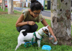 ¿Cómo detectar y prevenir el golpe de calor en tu mascota?