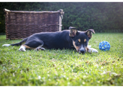 Verano intenso: Conoce las enfermedades que pueden afectar la piel de tu mascota este verano