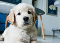 Tienes un cachorro, aquí cinco consejos para acostumbrarlo a estar solo en casa