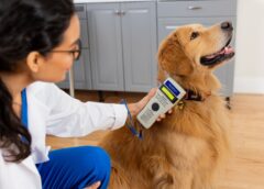 Descubre las 4 Especialidades de la Medicina Veterinaria para nuestras mascotas