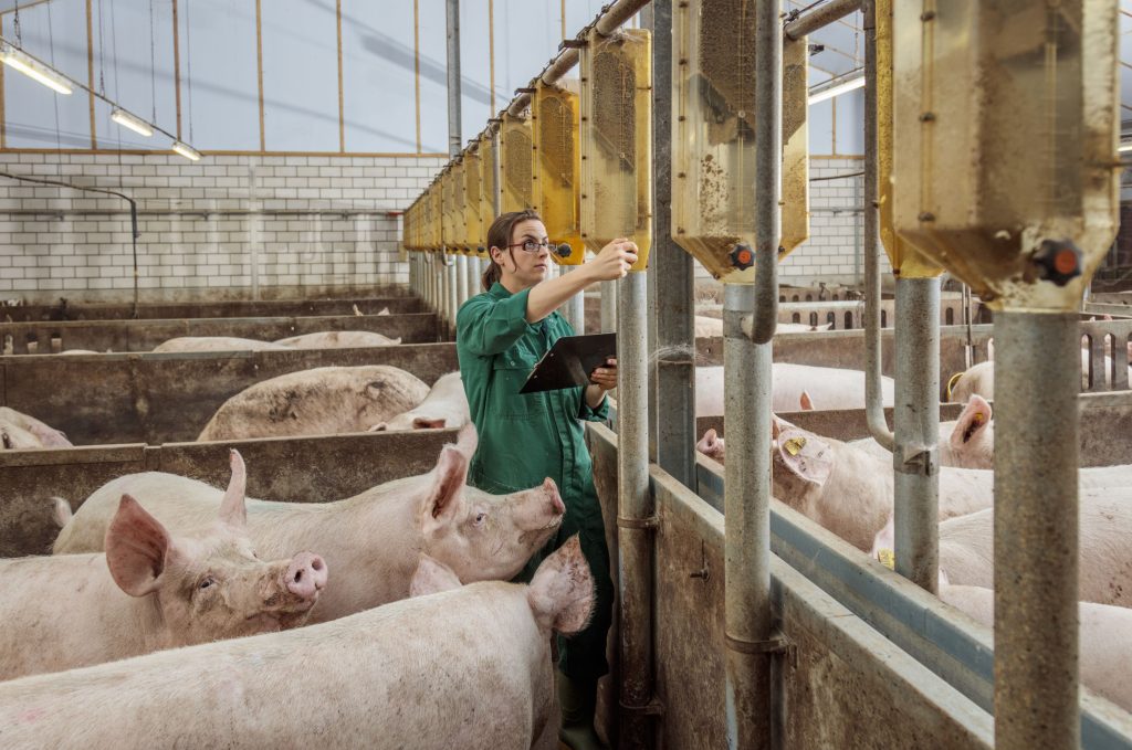 4 Tendencias que revolucionan el bienestar animal en Perú